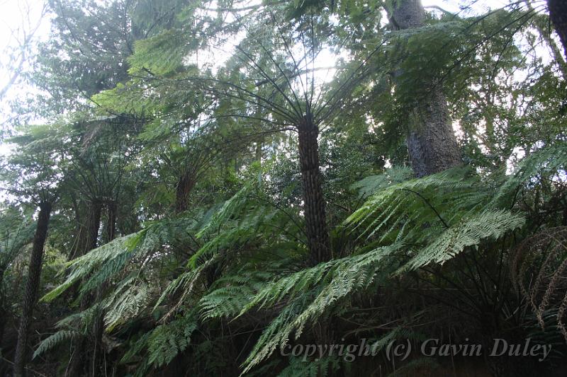 Tree fern gully, Pirianda Gardens IMG_7243.JPG